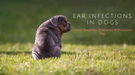 Ear Infections In Dogs Causes Symptoms Treatments And Prevention Tips