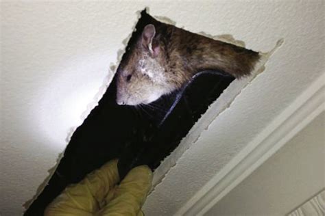 Monster Rat Scooped On A Spade After Being Found In Gravesend Kent