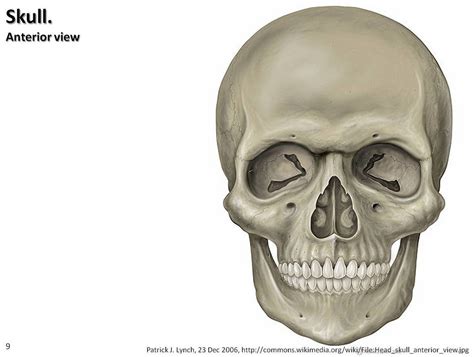 Anterior View Of Skull Part 2 Diagram Quizlet
