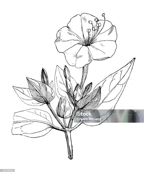 Antique Botany Illustration Mirabilis Jalapa Marvel Of Peru Stock