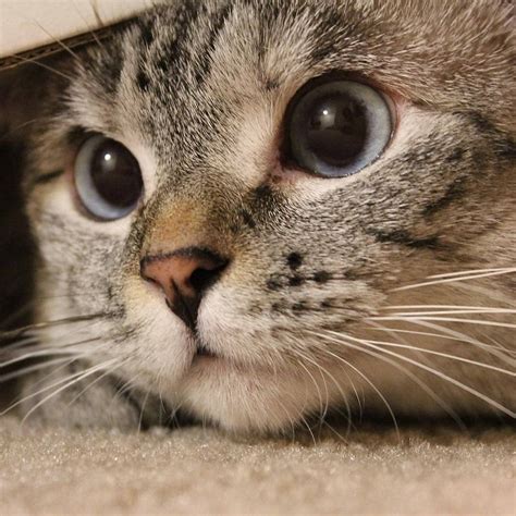 Malaikat Kucing Di Instagram Zoom Muka Mpus Yang Super Imut 😍 Tuliskan