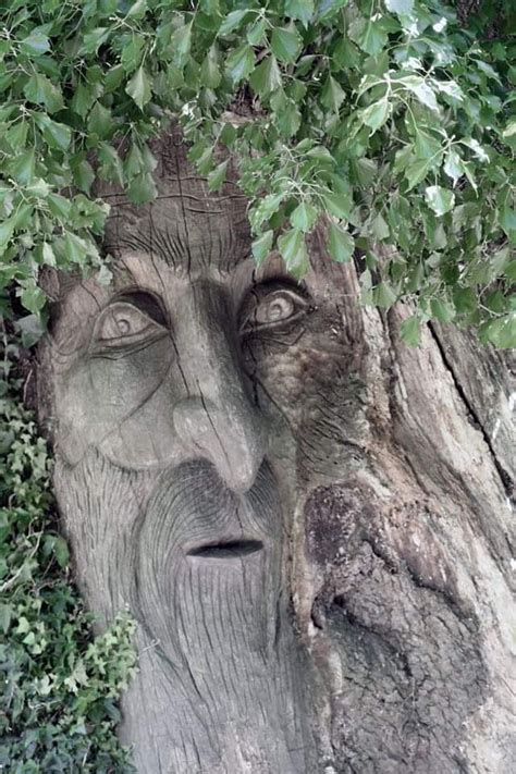 Face Carved In Tree Trunk Pics