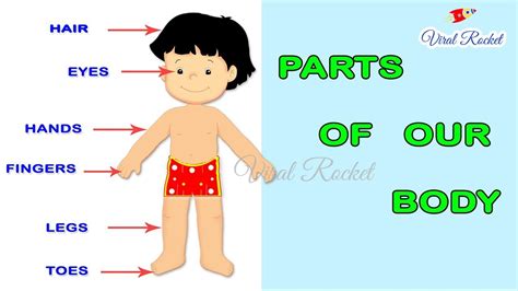 Human Body Parts Name With Picture For Kids