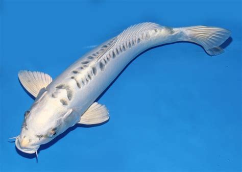 Abstract 3d rendering of polygonal shape. Live koi fish 13-14" Doitsu white scaleless Matsuba Ghost ...
