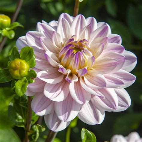 Dahlia Lady Kate For Sale Online In Eu Directly From Holland In 2023