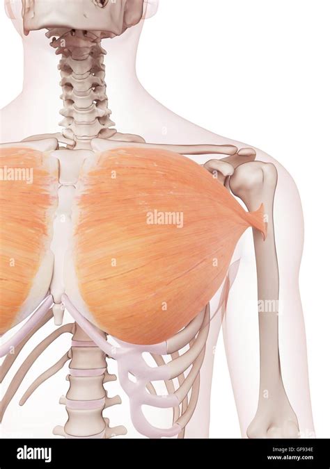 Chest Muscle Anatomy Png