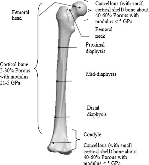 The human body anotomy parts name and in tamil pictures can be your choice when developing abou. Human femur anatomy with porosity and stiffness at different region. | Download Scientific Diagram