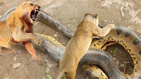 Python Vs Lion Anaconda Real Fights Lion Vs Buffalo Wild Dogs Vs
