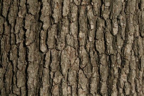 Tree Textures Tree Texture
