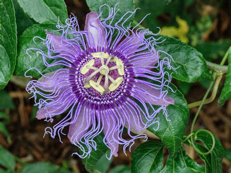 Passion Flower A Perfect Tropical Vine For Growing Indoors World Of