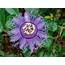 Passion Flower A Perfect Tropical Vine For Growing Indoors  World Of