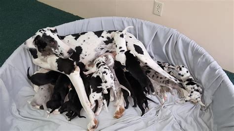 Their Dog Starts Giving Birth But What Happens Is Absolutely Stunning