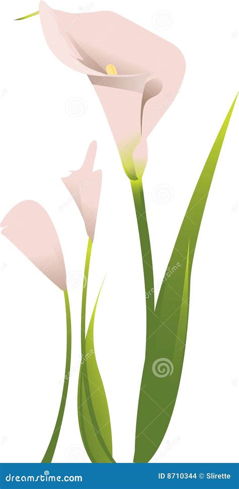 Calla Lily Stock Vector Illustration Of Lily Spring 8710344