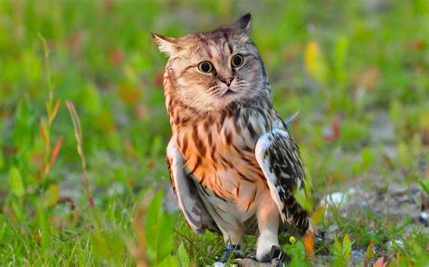 68 Unusual Cat And Bird Hybrids Bred In Photoshop Add Yours Artofit