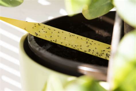 How To Deal With Fungus Gnats In Plants