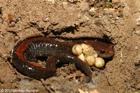 Red Back Salamander Guarding Her Eggs