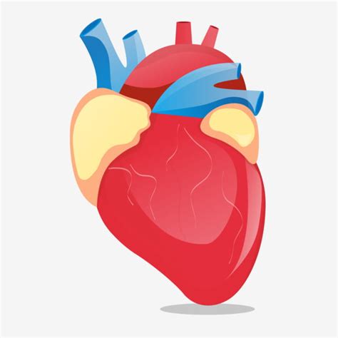 Human Heart Illustration Vector Hd Images Vector Human Organ Heart