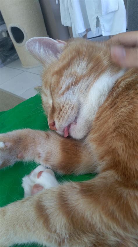 Sleepy Blep By Ozzy Pretty Cats Kittens Cutest Cute Cats