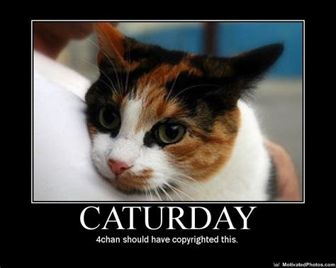Caturday Image Gallery List View Know Your Meme