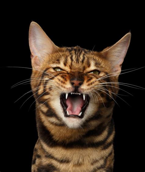 why do cats hiss a complete guide to cat hissing