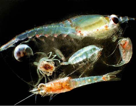 Artificial Light Affects Zooplankton In Arctic Darksky International