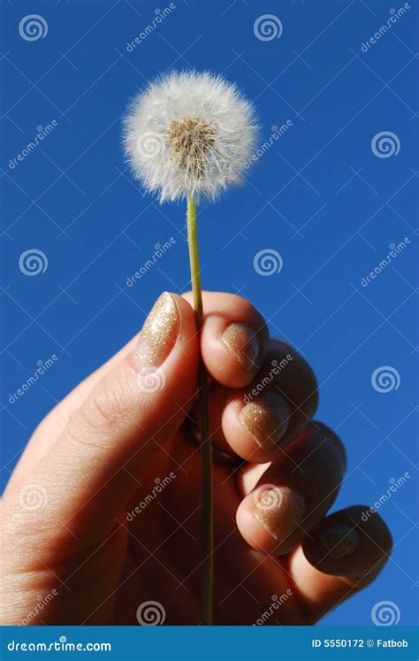 Dandelion In The Hand Stock Photo Image Of Fluffy Feather 5550172