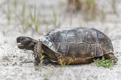 Florida Gopher Tortoise Photograph By Anne Kitzman Pixels