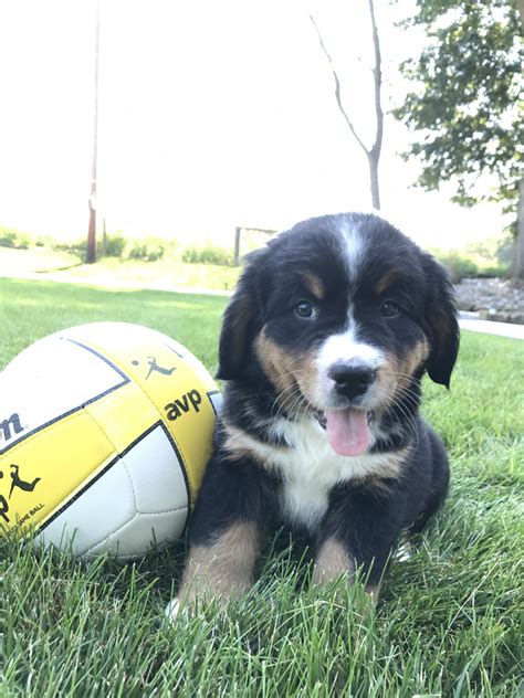 Bernese mountain dogs raised in the hills of ohio's heartland. Bernese Mountain Dog Puppies For Sale | Millersburg, OH ...