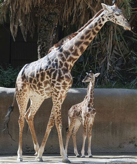 Photos Los Angeles Zoo Unveils Baby Giraffe