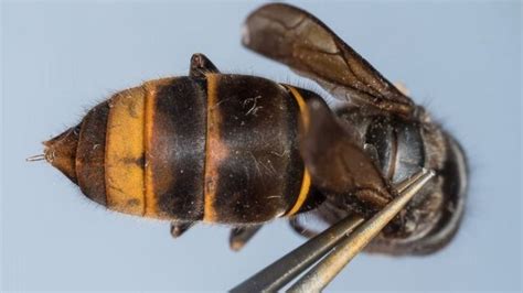 First Killer Hornet Found In Sark Bbc News