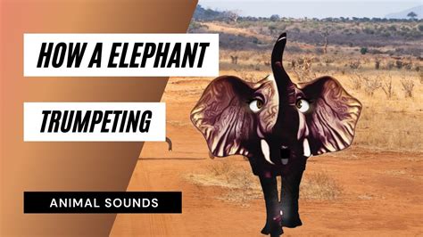 How A Elephant Trumpeting Sound Sound Effect Animation Youtube