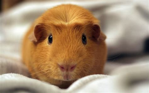Hamster Wallpapers Images Photos Pictures Backgrounds