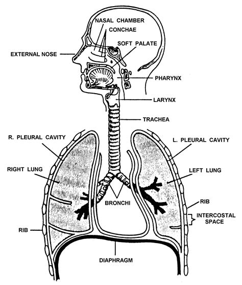 37 Blank Diagram Of The Respiratory System Wiring Diagram Info