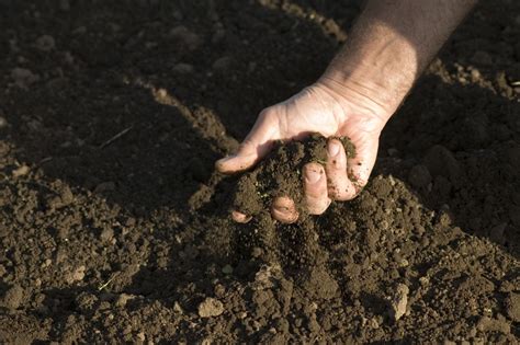 Healthy Soil In 5 Easy Steps Lakewinds Food Co Op Companion