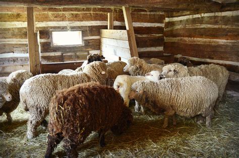Sheep In A Barn Stock Image Image Of Inside Clothing 53642523