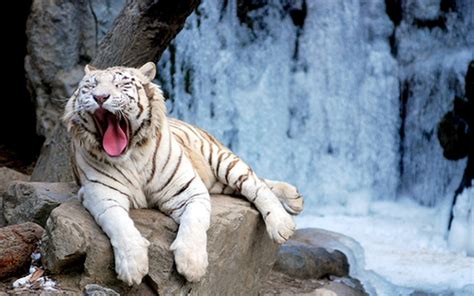 The white tiger is one of those movies that would likely struggle to claw out much attention without netflix's muscle behind it, underscoring the streaming service's ability to lead people to worthwhile. TIGER WALLPAPERS: White Tiger On Rocks Wallpaper