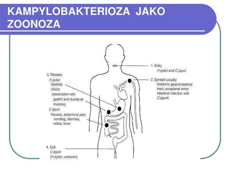 Ppt Zoonozy Powerpoint Presentation Free Download Id894652