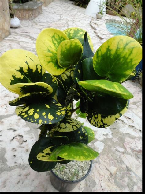 Croton can be planted both indoors and outdoors, however, they prefer low light indoor conditions. Yellow Thai Croton (Codiaeum variegatum) | Tropical ...