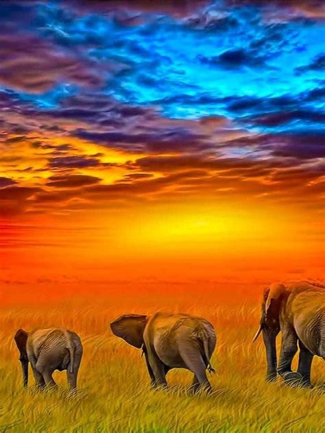 This Is An Amazing Shot Of Elephants Wondering Off Into The Sunset In