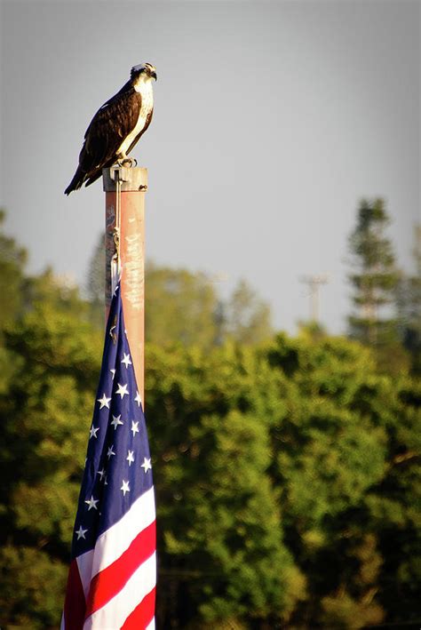 Bald Eagle On Flag Pole Photograph By Celso Diniz Fine Art America
