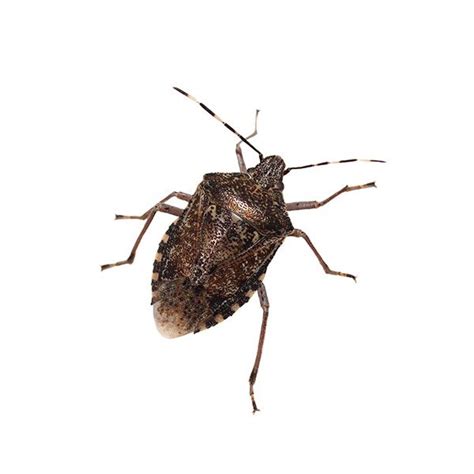 Stink Bug Identification Habits And Behavior Active Pest Control