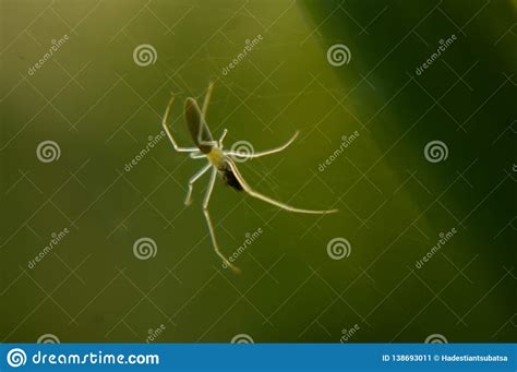 Beauty Small Dew Spider Stock Image Image Of Beauty 138693011
