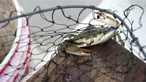 6 Great Places To Go Crabbing