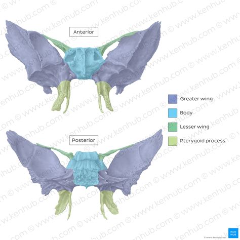 Sphenoid Bone Anatomy Function And Development Kenhub
