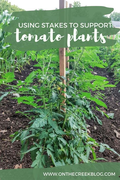 Using Stakes To Support Tomatoes In 2021 Plants Tomato Plants