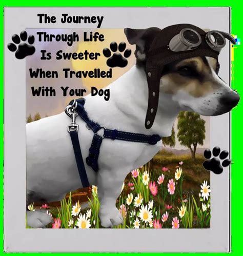 Pin By Jeannie On Love Jacks Jack Russell Jack Russell Terrier Cute