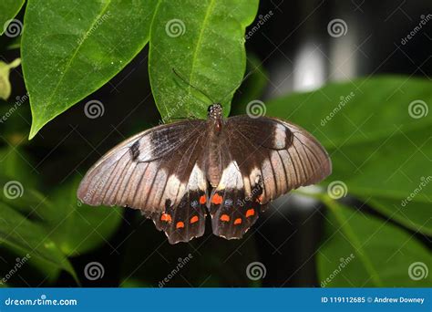 Butterfly Orchard Swallowtail Papilio Aegeus Stock Image Image Of