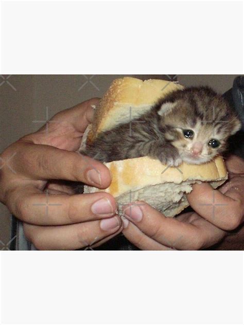 Sad Cat Eating Bread Ubicaciondepersonascdmxgobmx