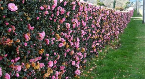 Get more information on flowering, deciduous hedging plants here. The Best Hedges To Boost Privacy - Jim's Mowing NZ