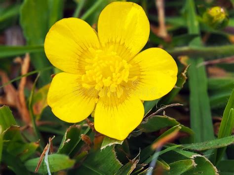 Beautiful Yellow Buttercup Flower Stock Image Image Of Flower Nature